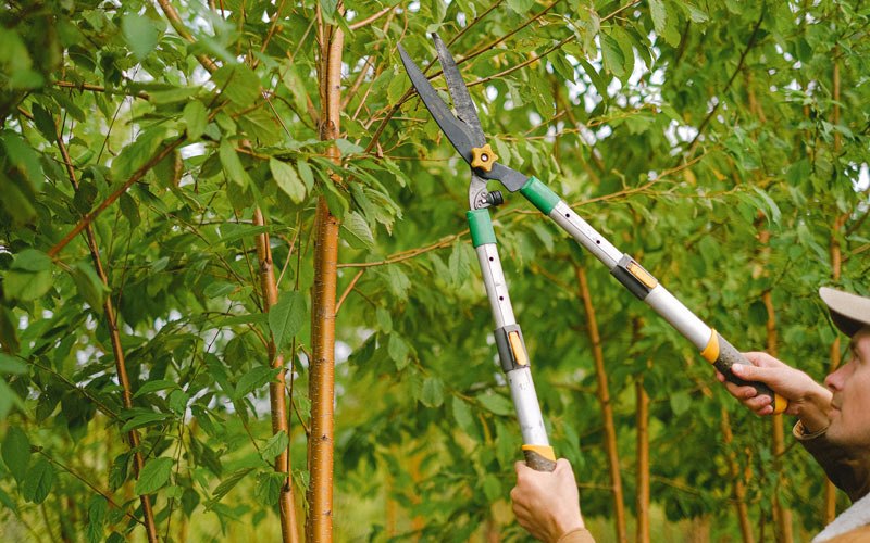 Tree trimming in Milton, VT