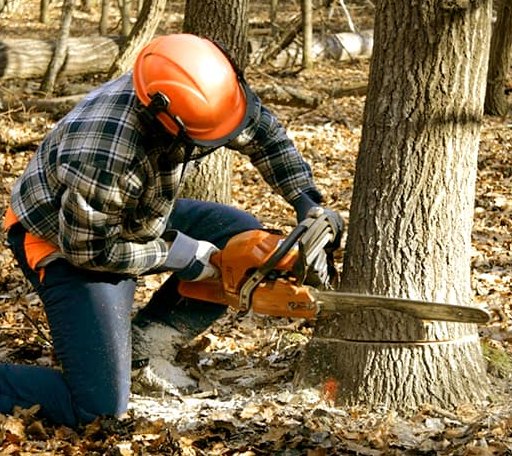 Tree Removal in Milton, VT